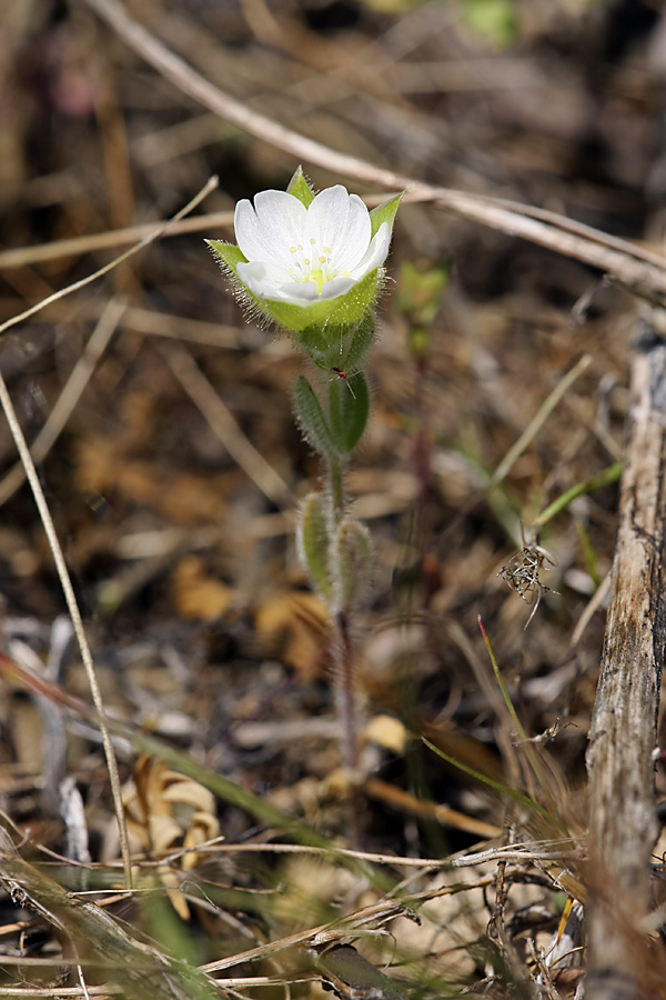 Изображение особи Cerastium inflatum.