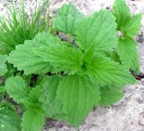 Urtica dioica. Верхушки молодых растений. Венгрия, г. Будапешт, набережная Дуная, на бетонных ступеньках спуска к воде. 01.09.2012.