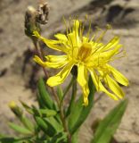 Hieracium subarctophilum