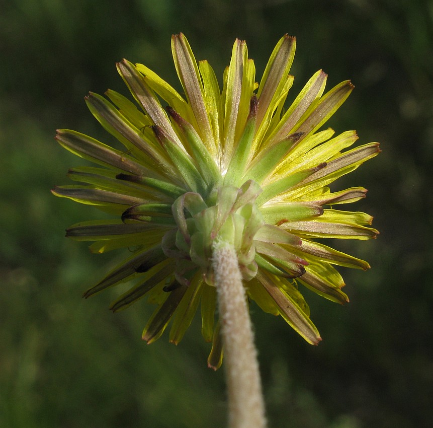 Image of genus Taraxacum specimen.