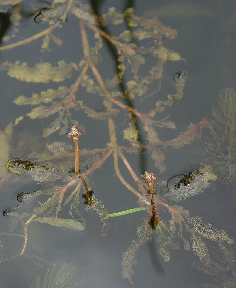 Изображение особи Potamogeton crispus.