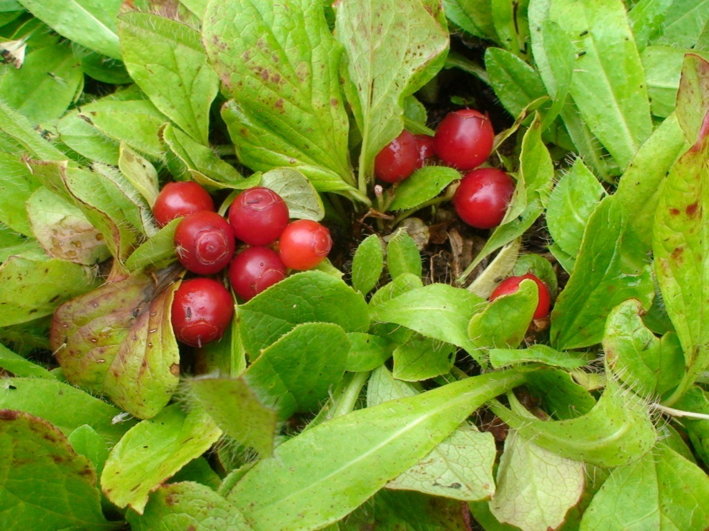 Изображение особи Vaccinium praestans.