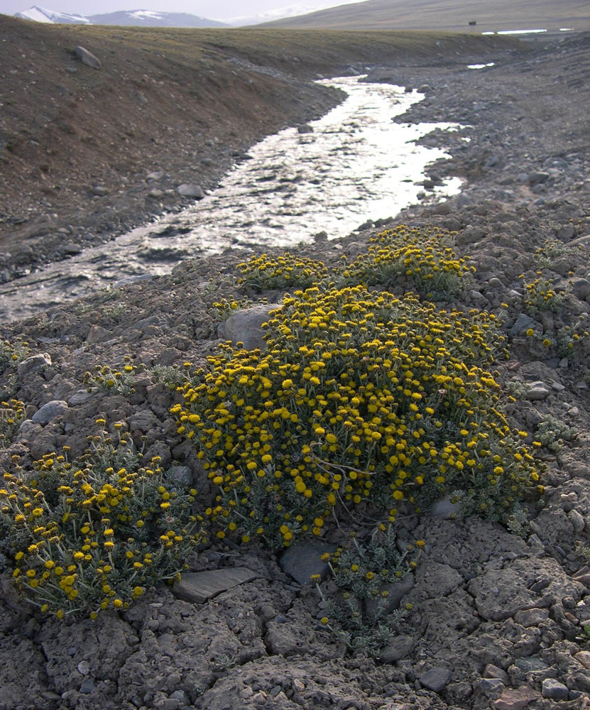 Image of Ajania scharnhorstii specimen.