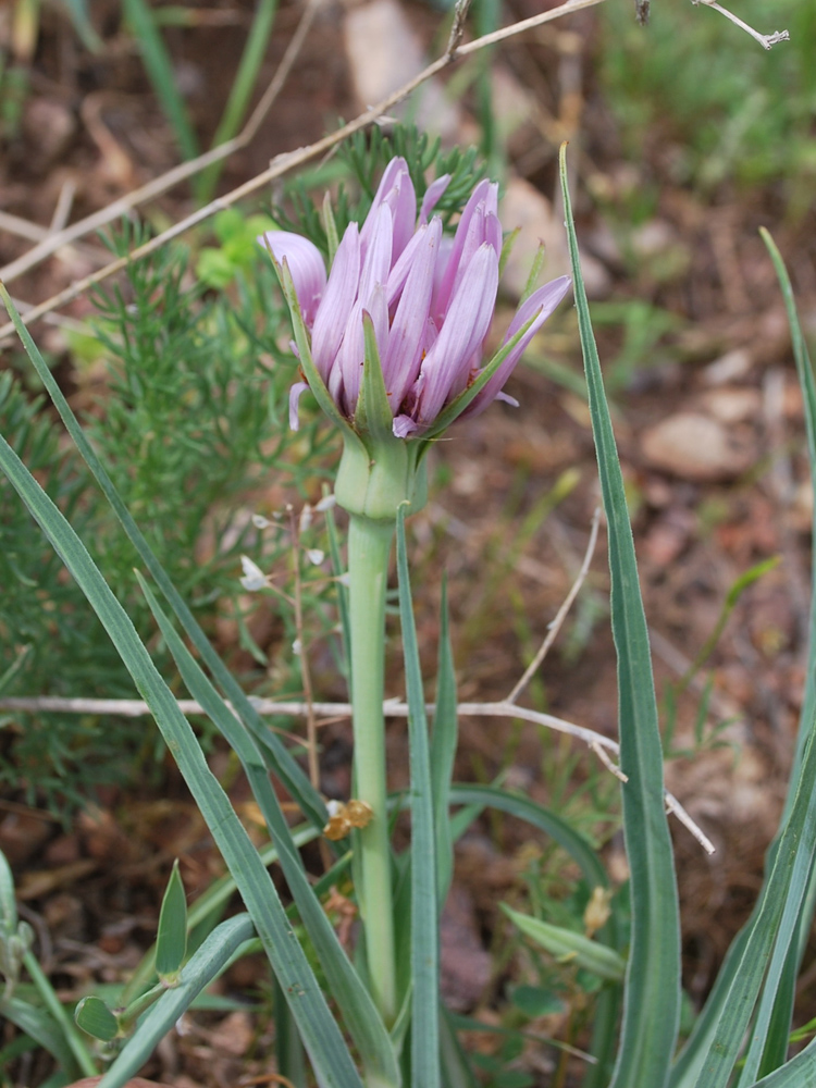 Изображение особи Tragopogon malikus.