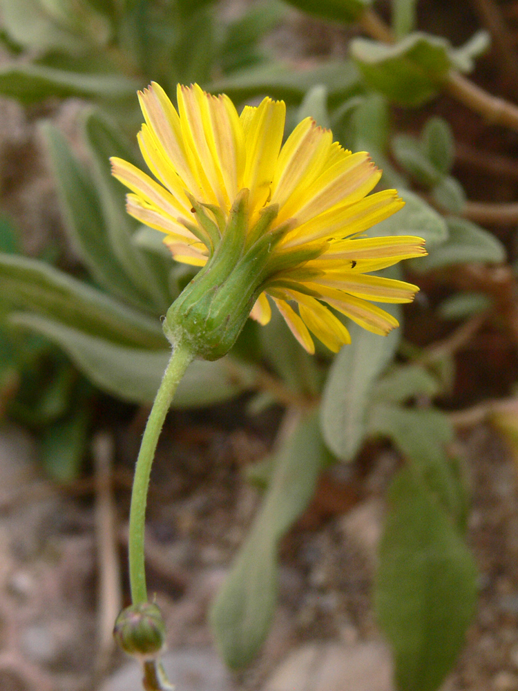 Изображение особи семейство Asteraceae.