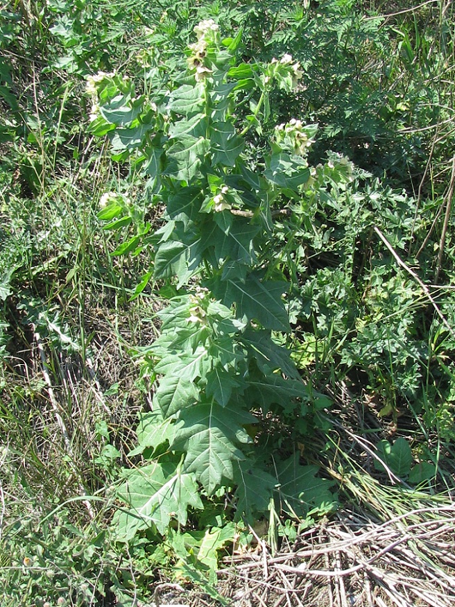 Image of Hyoscyamus niger specimen.