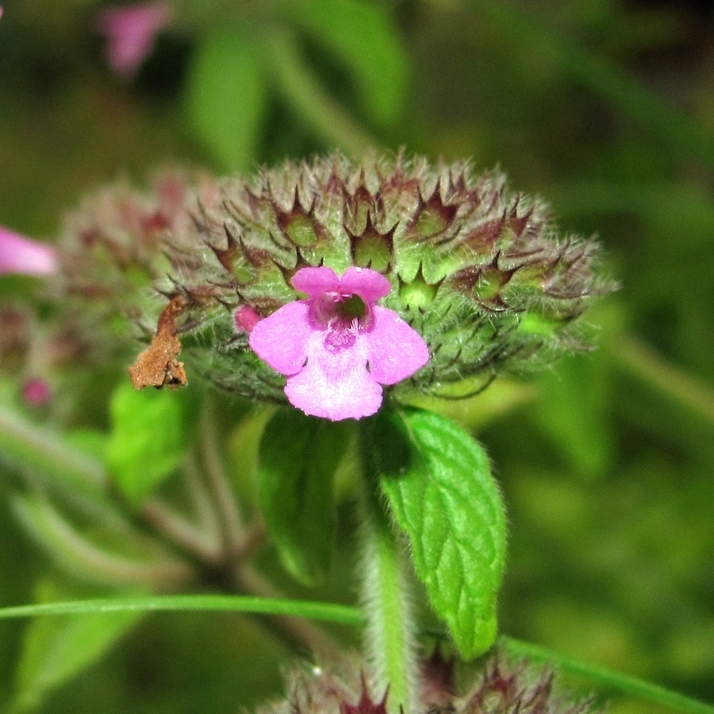 Image of Clinopodium vulgare specimen.