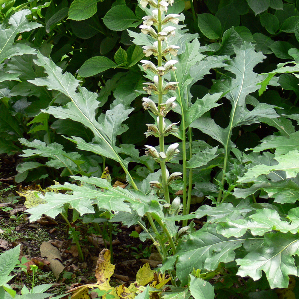 Изображение особи Acanthus mollis.