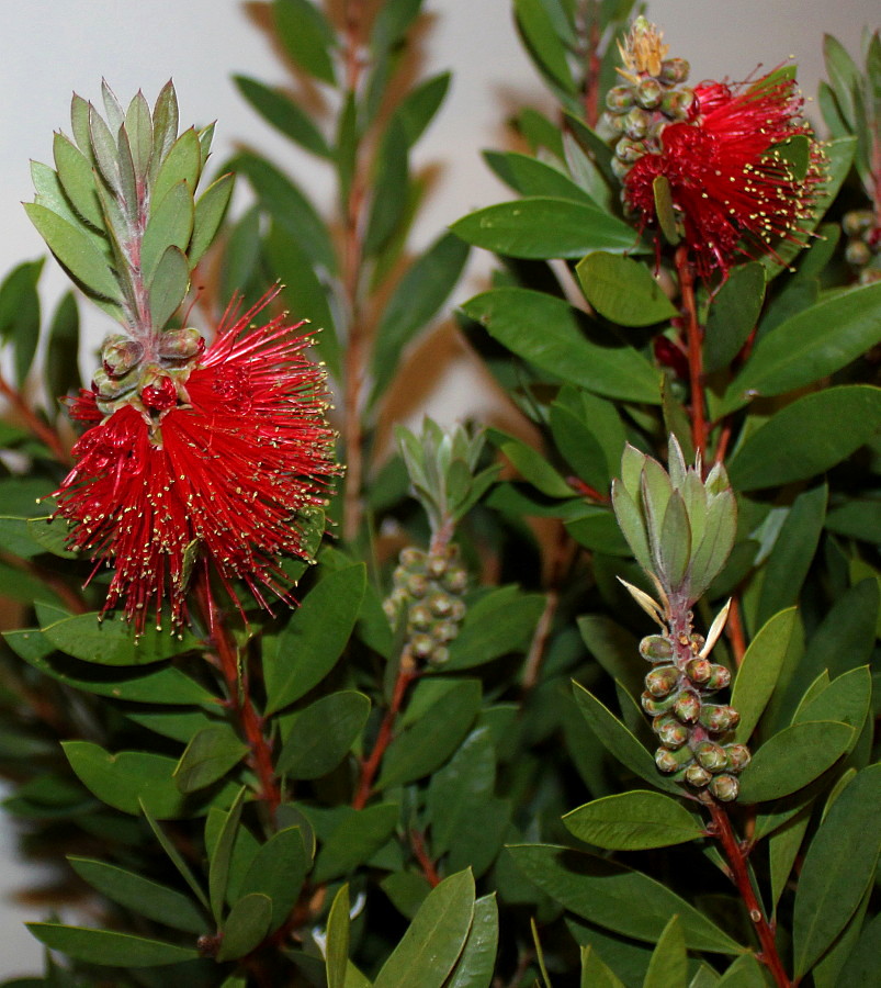 Изображение особи род Callistemon.