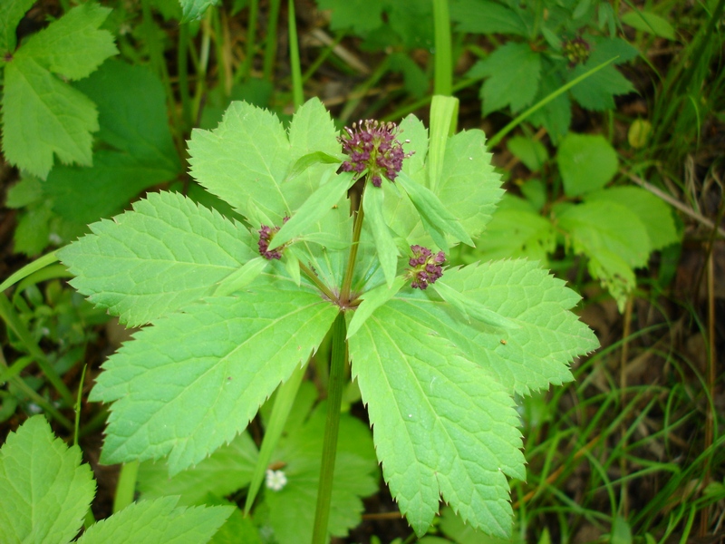 Image of Sanicula rubriflora specimen.