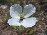 Papaver albiflorum