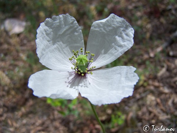 Изображение особи Papaver albiflorum.