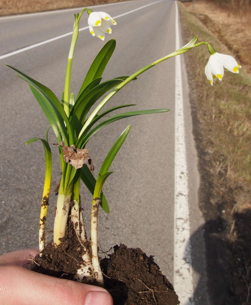 Image of Leucojum vernum specimen.