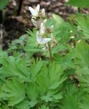 Dicentra cucullaria