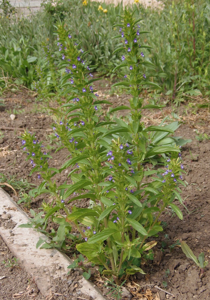 Image of Lallemantia peltata specimen.