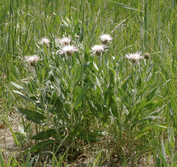 Image of Phalacrachena inuloides specimen.