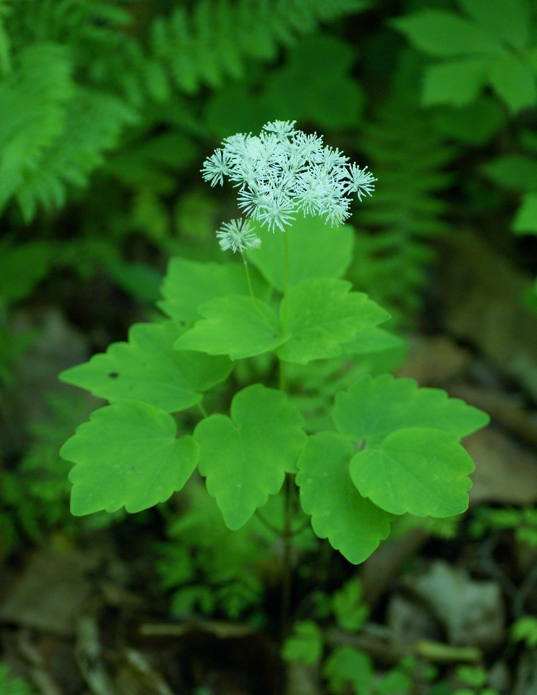 Изображение особи Thalictrum filamentosum.