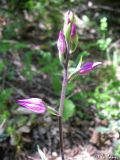 Cephalanthera rubra