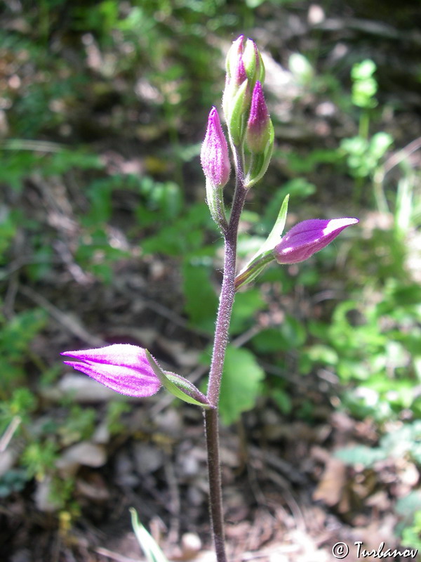 Image of Cephalanthera rubra specimen.