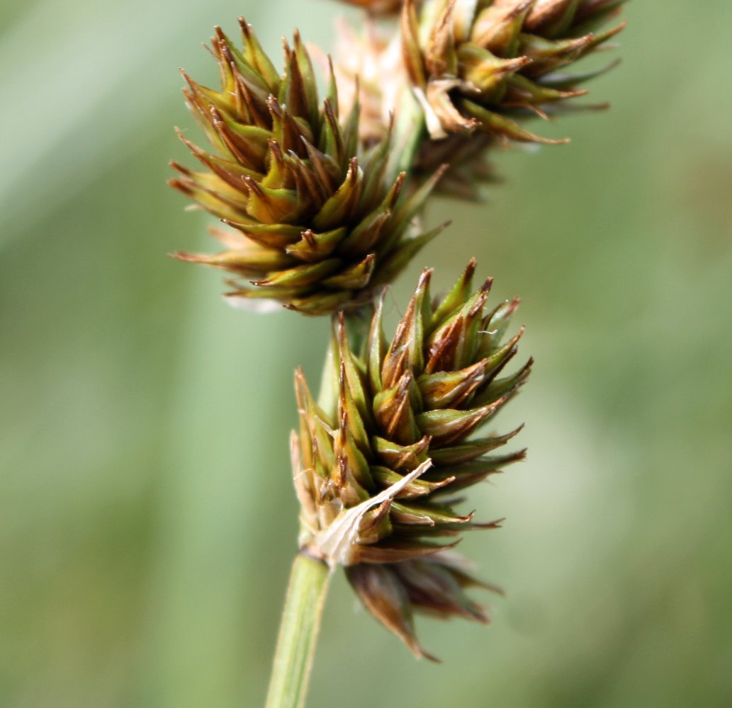 Изображение особи Carex disticha.