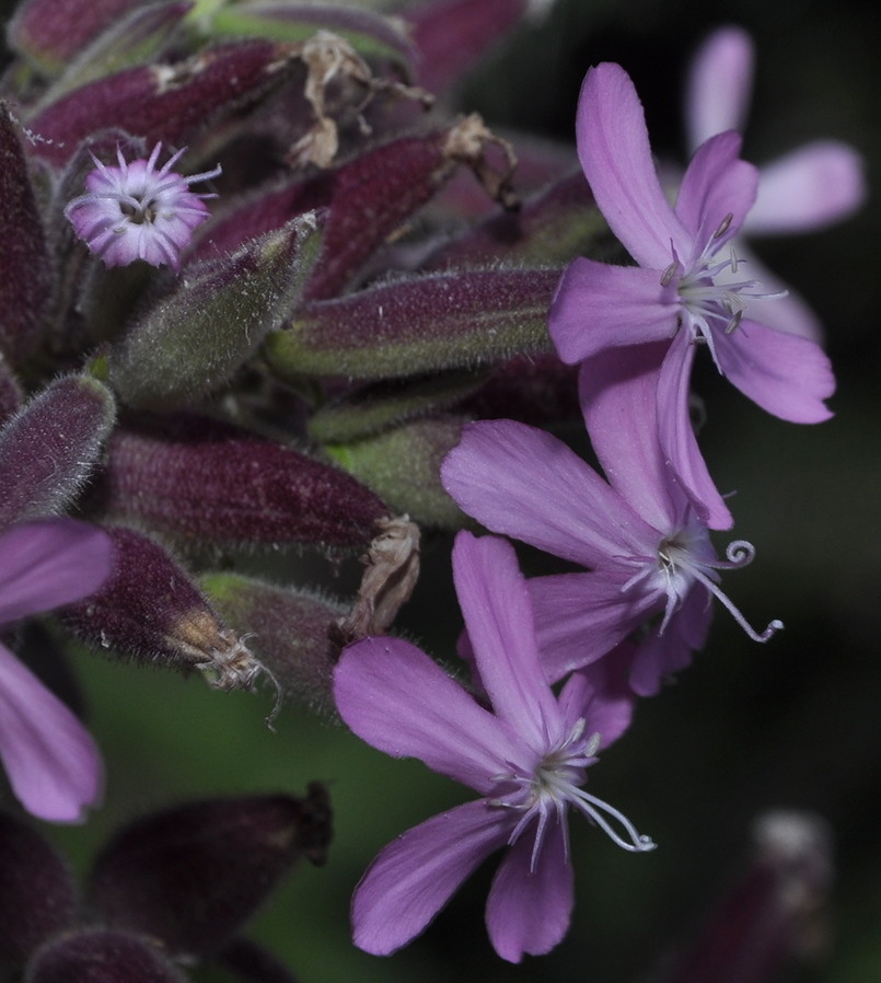 Изображение особи род Saponaria.