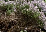 Thymus vulgaris