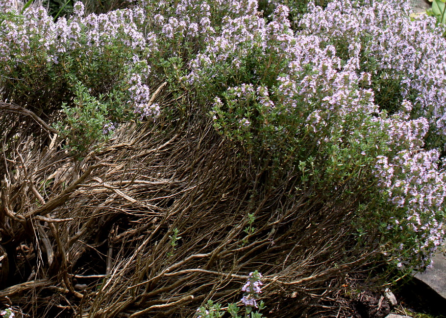 Изображение особи Thymus vulgaris.