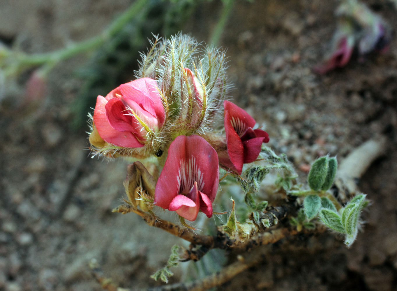 Image of Oxytropis submutica specimen.