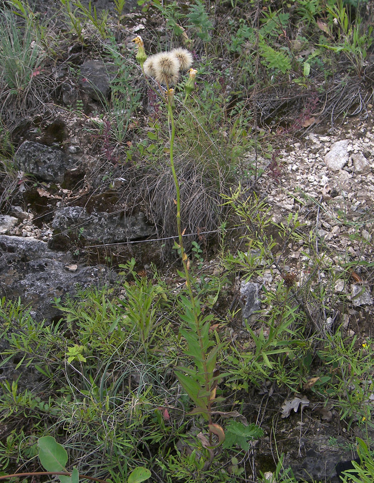 Image of Hieracium virosum specimen.