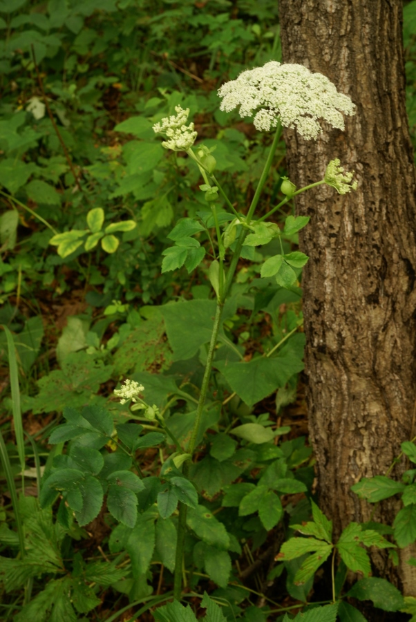 Image of Angelica cincta specimen.