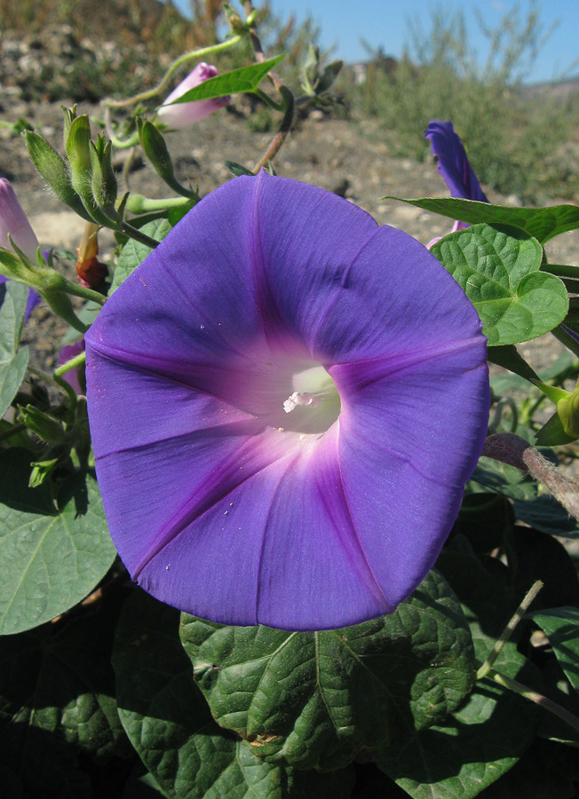 Image of Ipomoea purpurea specimen.