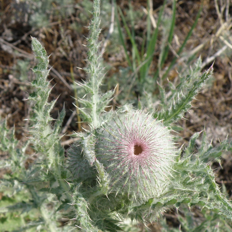 Image of Carduus uncinatus specimen.