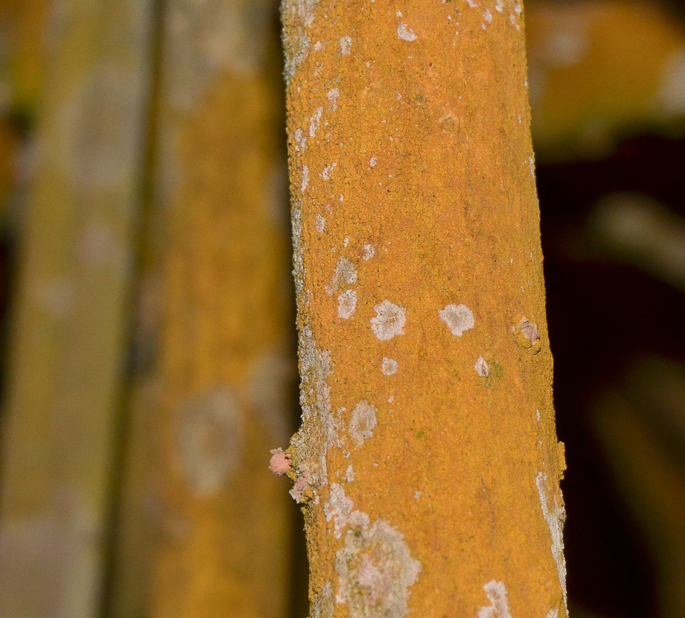 Image of genus Rhizophora specimen.