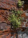 Silene pygmaea