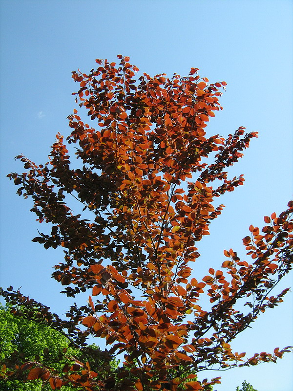 Изображение особи Fagus sylvatica.