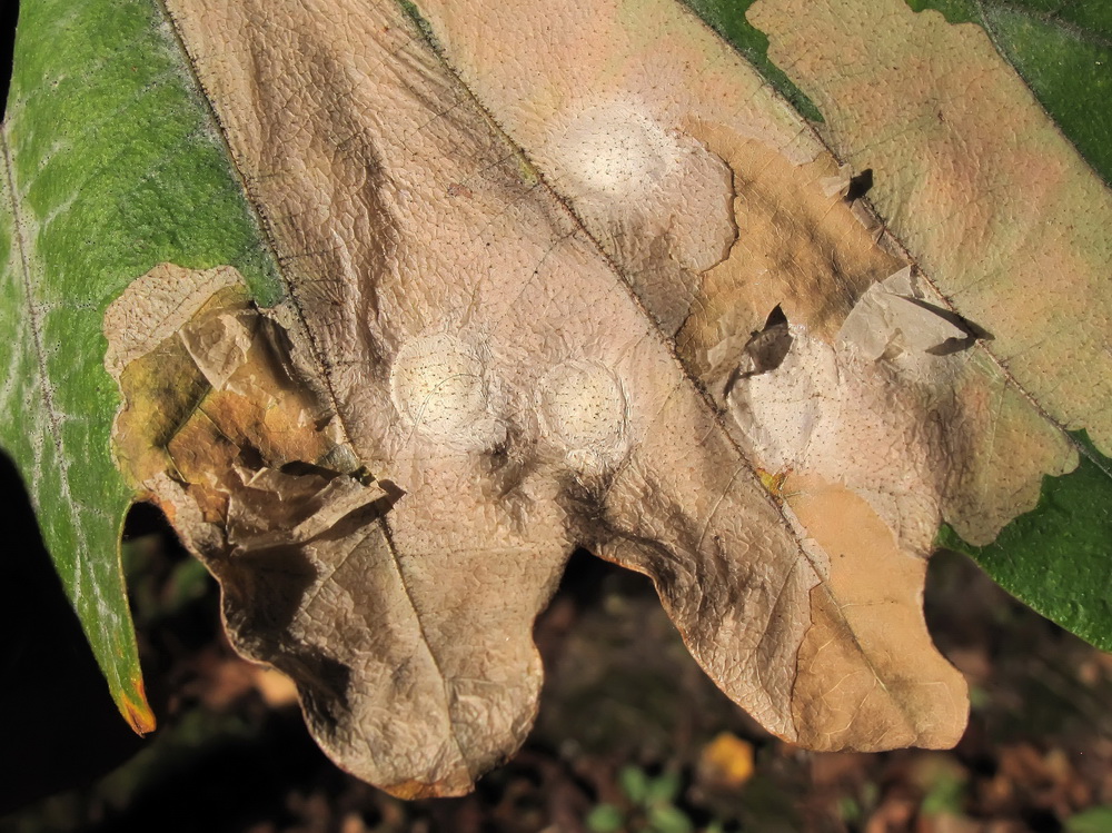 Image of Quercus dentata specimen.