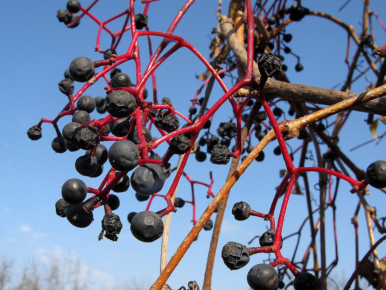 Изображение особи Parthenocissus quinquefolia.