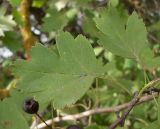 Crataegus nigra. Плод и листья. Ростовская обл., Азовский р-н, Александровский лес, у обочины дороги. 10.10.2012.