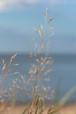 Agrostis stolonifera