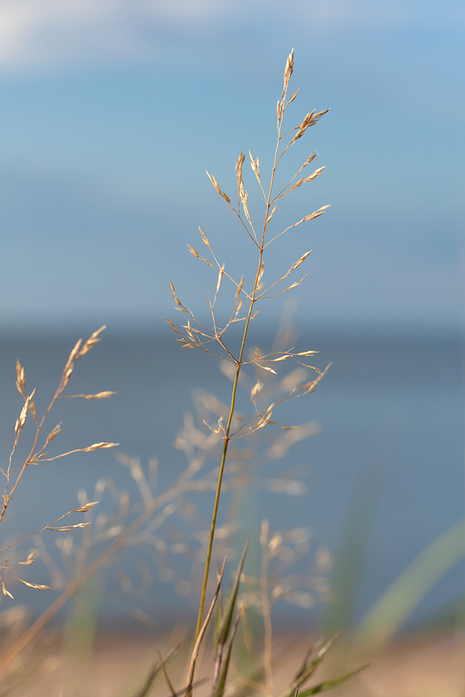 Image of Agrostis stolonifera specimen.