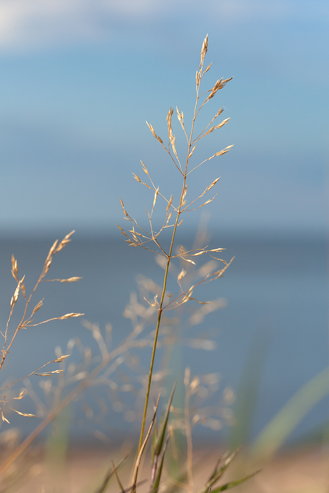 Изображение особи Agrostis stolonifera.