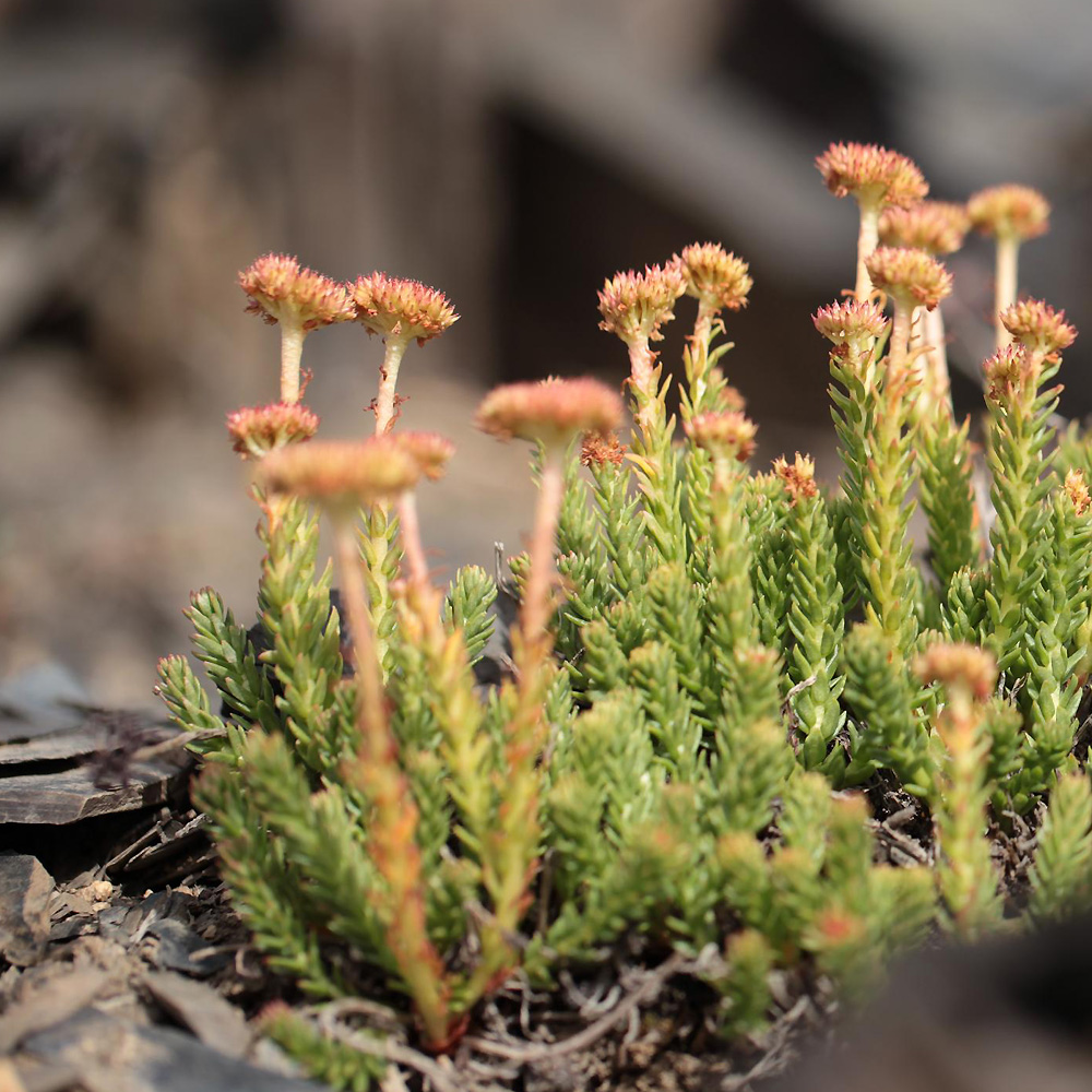 Изображение особи Rhodiola pamiroalaica.