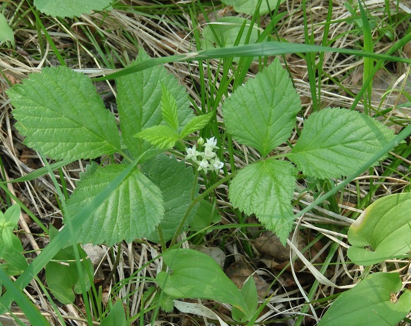 Image of Rubus saxatilis specimen.
