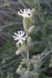 Silene thymifolia. Верхняя часть растения. Крым, Арабатская стрелка. 19 июня 2009 г.