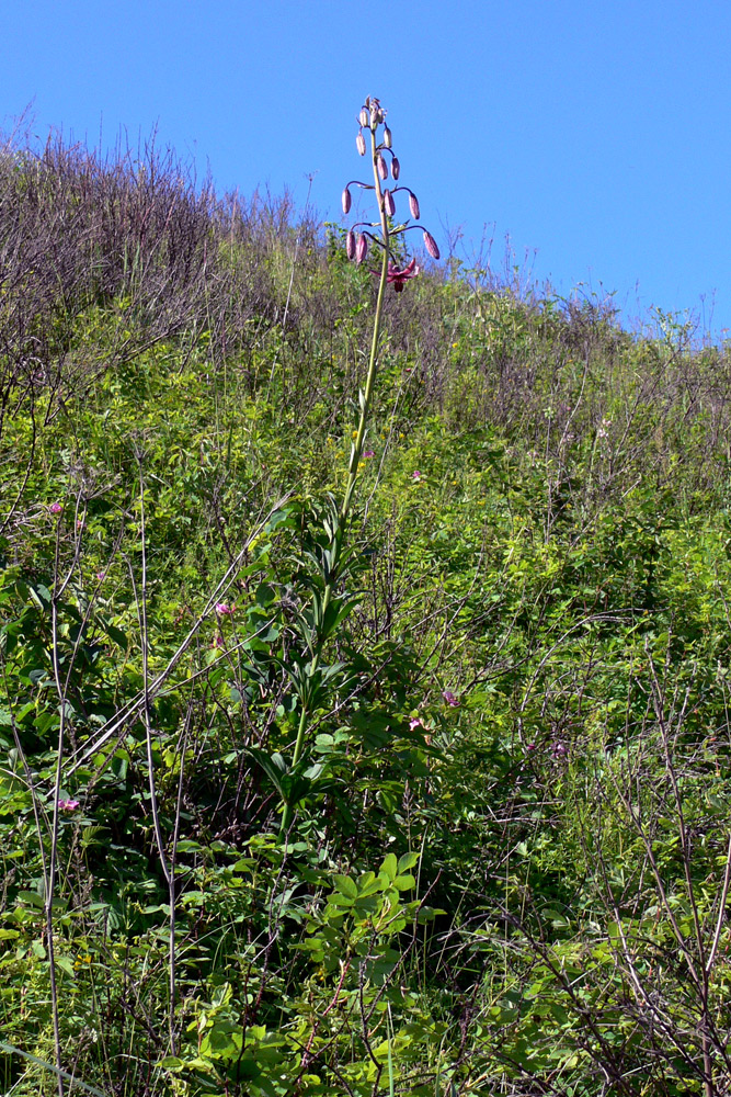 Image of Lilium pilosiusculum specimen.