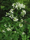 Armoracia rusticana