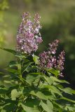 Syringa vulgaris. Ветви с соцветиями. Ростовская обл., Аксайский р-н, окр. хут. Александровка. 14.05.2011.