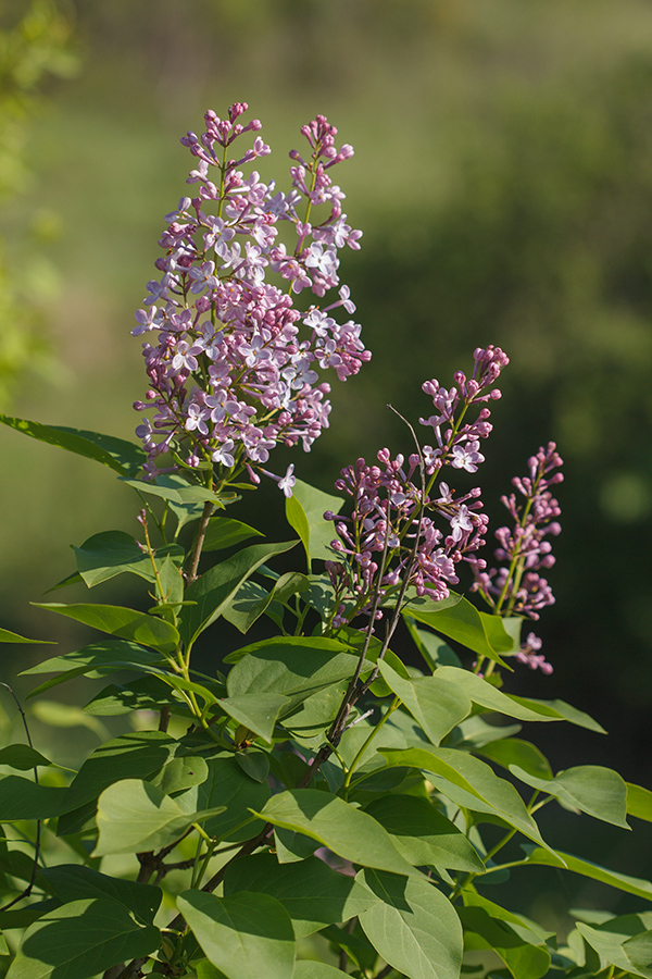 Image of Syringa vulgaris specimen.