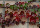 Parthenocissus tricuspidata