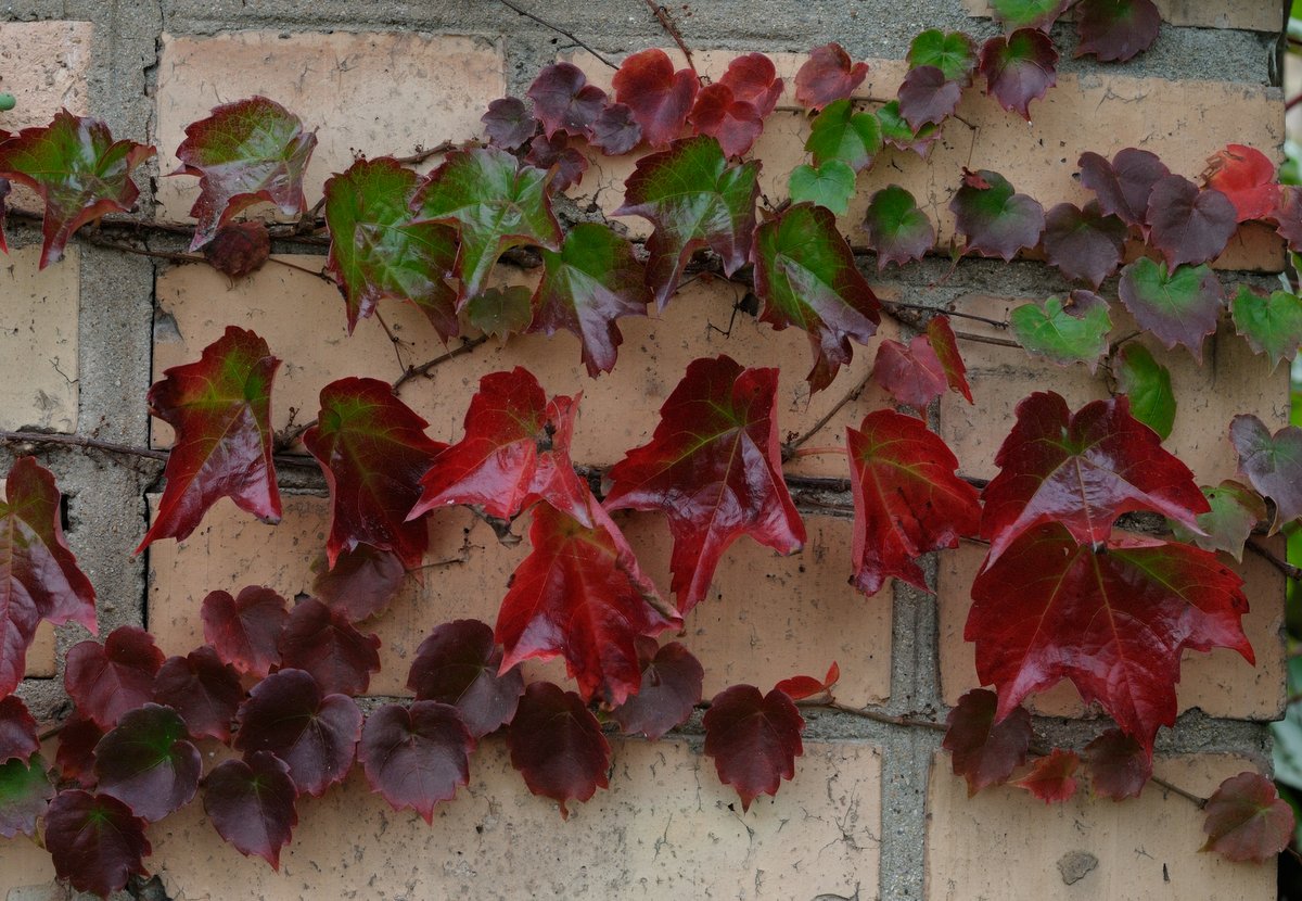 Изображение особи Parthenocissus tricuspidata.